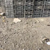 سبد 8 کیلویی دست دوم