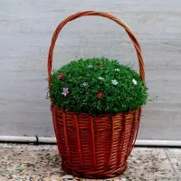 شاد باشید|ماهی|نهاوند, |دیوار