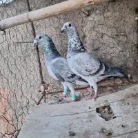 المانی ذات دار پرشی