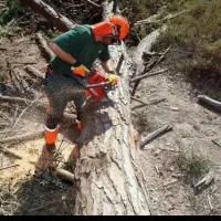 برش درخت در باغات حتی یک درخت|خدمات باغبانی و درختکاری|انزل, |دیوار