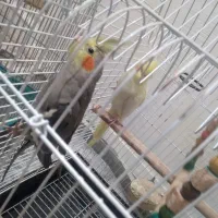 یک جفت عروس هلندی مولد