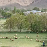 شیشک قوچ دوساله