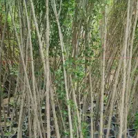 درخت مناسب جهت مناطق بیابانی صنعتی درختان آب شور|خدمات باغبانی و درختکاری|تهران, اقدسیه|دیوار