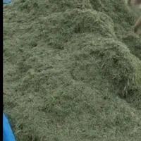 فروش حدود 1 تن یونجه مرغوب و با کیفیت کمردوغ