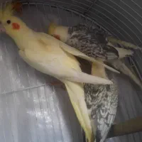 عروس  هلندی