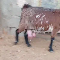 فروش 1راس شاه بز شیری