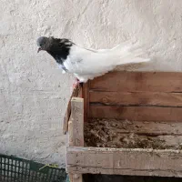 گوی باش تعدادی تهرانی|پرنده|بستان آباد, |دیوار