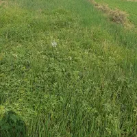 تیم پیاز و کَرتی درجه یک خیراباد پادوک|گل و گیاه طبیعی|دوگنبدان, |دیوار