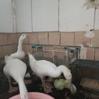 قوغاز چینی گردن ماری معاوضه با جوجه بلدرچین