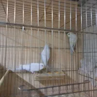 عروس هلندی و مرغ عشق