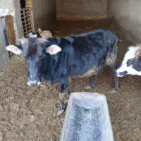 فروش گاو آبستن سنگین