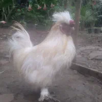 خروس و مرغ برهما