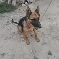 سگ ژرمن