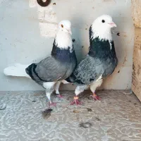 ۱۳جفت نروماده شازده کفترپرشی