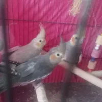 3تا طوطی عروس