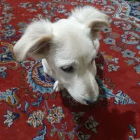 واگذاری سگ پا کوتاه