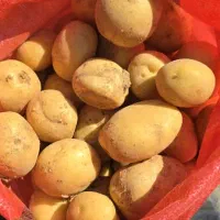 فروش سیب زمینی تناژ بالا با بهترین کیفیت|عمده‌فروشی|شیراز, تلخ داش|دیوار