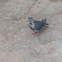 بزک|پرنده|نیشابور, دارایی|دیوار