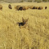 سگماده ژرمن