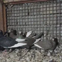 کبوترقره شاخ دارو رنگی