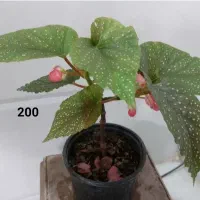 فروش انواع گل و گیاه طبیعی|گل و گیاه طبیعی|نمین, |دیوار