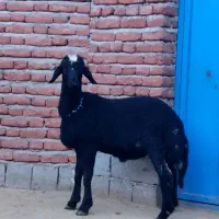 بره و قوچ و میش|حیوانات مزرعه|مراغه, |دیوار