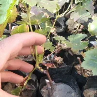 فروش نهال انگور موندراپ