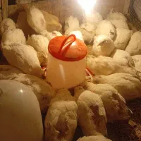 بلدرچین تخم گذار|حیوانات مزرعه|رودشت (اصفهان), |دیوار