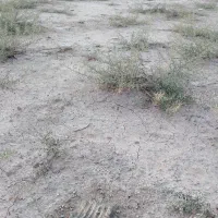 فروش زمین ۱۳۰ متری در جرسقان کوچه4تیر|فروش زمین و ملک کلنگی|شیراز, جرسقان|دیوار