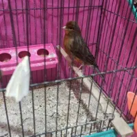 قناری نر مست