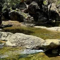 چاله کنی نهال و نهال پسته