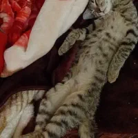 سه تا گربه زرد نر دوتای دیگ ماده