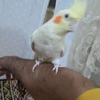 عروس هلندی آرام و دستی|پرنده|تاکستان, |دیوار