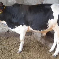 گوساله نر مناسب برای قصابی