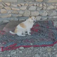 گمشده مژدگانی داده میشود