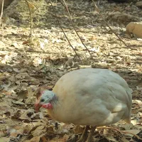 کبوتر بادکنکی درشت پاپر نر معاوضه با مرغ تخمگذار|پرنده|احمدآبادمستوفی, |دیوار