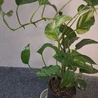 400تومن|گل و گیاه طبیعی|آمل, |دیوار