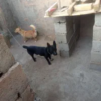 حیوان
