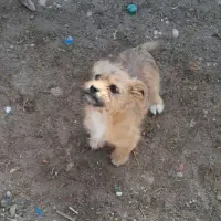 فروش سگ شیتزو|سگ|جهرم, |دیوار