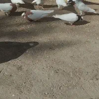 کبوتر طوقی|پرنده|اسفرورین, |دیوار