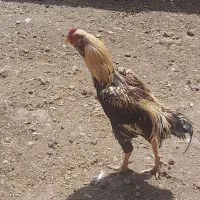 جوجه لاری و خروس|حیوانات مزرعه|زاوه, |دیوار