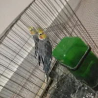 عروس هلندی نر|پرنده|قم, شهرک امام حسن|دیوار