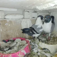 کبوتر .کفتر.کینگ