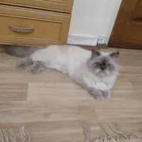 گربه پرشین|گربه|تهران, تهرانپارس شرقی|دیوار