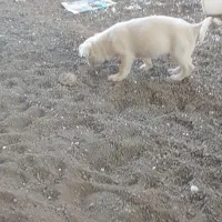 واگذاری توله فیندو نر ۱۰۰روزه از بهترین نسل و نژاد|سگ|اهر, |دیوار