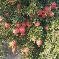 اجاره باغ اناری