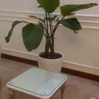 گل طبیعی نخل نیکلای و شامادورا|گل و گیاه طبیعی|تهران, امام زاده قاسم (نیاوران)|دیوار