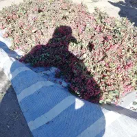 زرشک تازه چیده شده