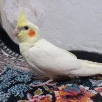 عروس هلندی|پرنده|اردبیل, |دیوار