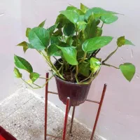 گل و گیاه اپارتمانی مقاوم دیفن باخیا پتوس|گل و گیاه طبیعی|زابل, |دیوار